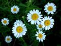 Leucanthemum Vulgare